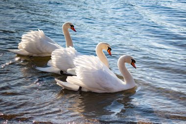 Beyaz kuğular zarif bir şekilde nehir boyunca birlikte yüzerler.