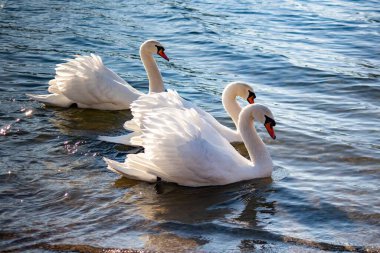 Beyaz kuğular zarif bir şekilde nehir boyunca birlikte yüzerler.