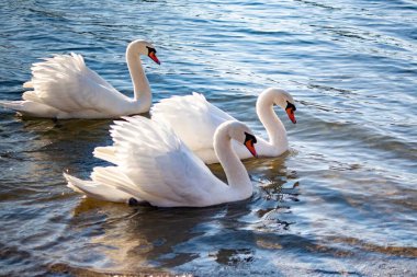 Beyaz kuğular zarif bir şekilde nehir boyunca birlikte yüzerler.