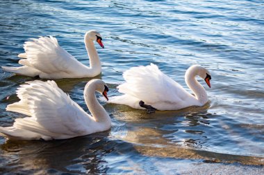 Beyaz kuğular zarif bir şekilde nehir boyunca birlikte yüzerler.