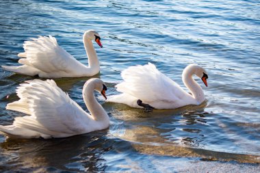 Beyaz kuğular zarif bir şekilde nehir boyunca birlikte yüzerler.