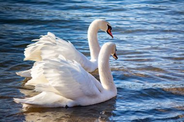 Beyaz kuğular zarif bir şekilde nehir boyunca birlikte yüzerler.