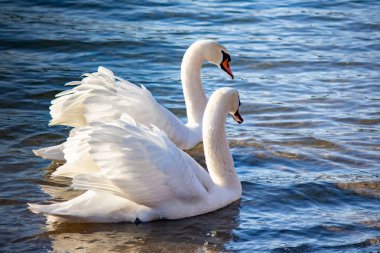 Beyaz kuğular zarif bir şekilde nehir boyunca birlikte yüzerler.
