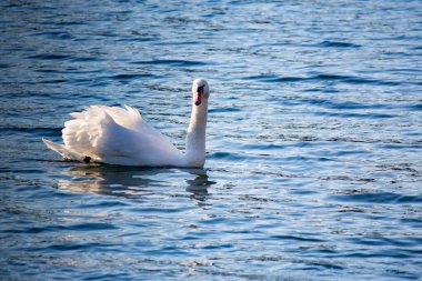 Beyaz bir kuğu zarif bir şekilde nehir boyunca yüzer.