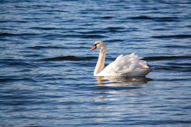 Beyaz bir kuğu zarif bir şekilde nehir boyunca yüzer.