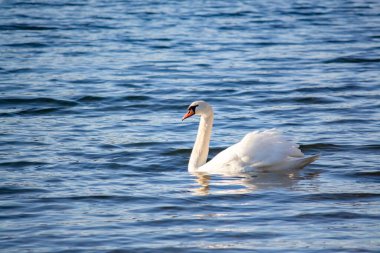 Beyaz bir kuğu zarif bir şekilde nehir boyunca yüzer.
