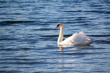 Beyaz bir kuğu zarif bir şekilde nehir boyunca yüzer.