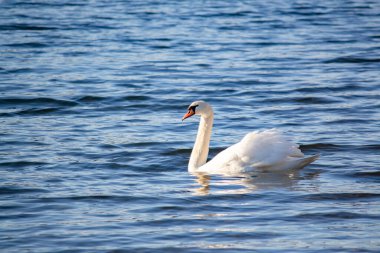 Beyaz bir kuğu zarif bir şekilde nehir boyunca yüzer.