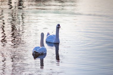 Beyaz kuğular kışın nehirde zarifçe yüzerler.