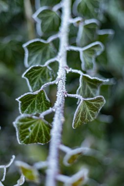 Ağaç yapraklarının üzerindeki buz.