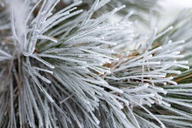 Ağaç dalları üzerindeki buz.