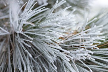 Ağaç dalları üzerindeki buz.