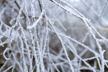 Ağaç dalları üzerindeki buz.