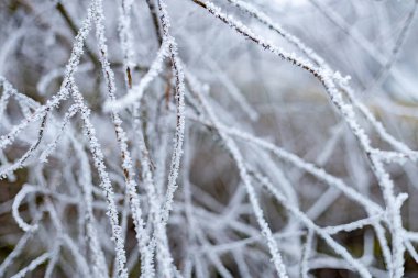 Ağaç dalları üzerindeki buz.