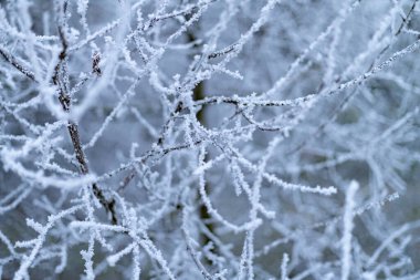 Ağaç dalları üzerindeki buz.