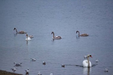 Kuğular ve martılar kışın nehir suyunda yiyecek arar.