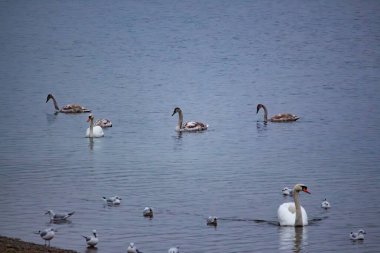 Kuğular ve martılar kışın nehir suyunda yiyecek arar.