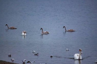 Kuğular ve martılar kışın nehir suyunda yiyecek arar.