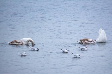 Kuğular ve martılar kışın nehir suyunda yiyecek arar.