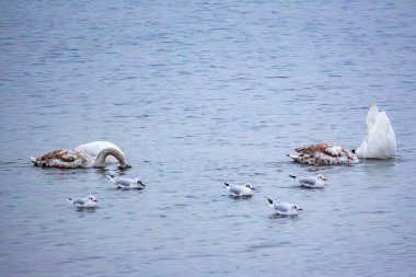 Kuğular ve martılar kışın nehir suyunda yiyecek arar.
