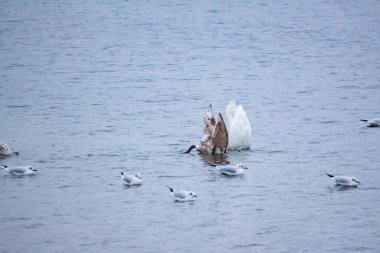 Kuğular ve martılar kışın nehir suyunda yiyecek arar.