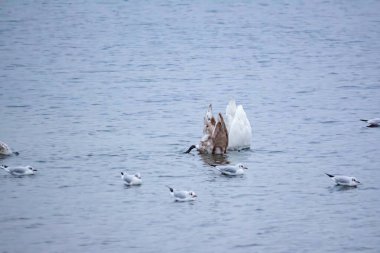 Kuğular ve martılar kışın nehir suyunda yiyecek arar.