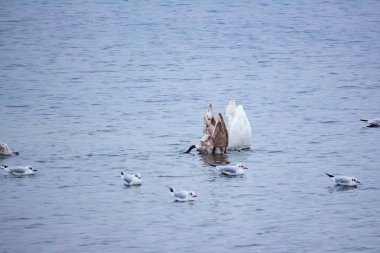 Kuğular ve martılar kışın nehir suyunda yiyecek arar.