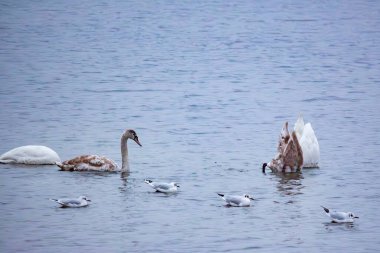 Kuğular ve martılar kışın nehir suyunda yiyecek arar.