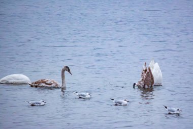 Kuğular ve martılar kışın nehir suyunda yiyecek arar.