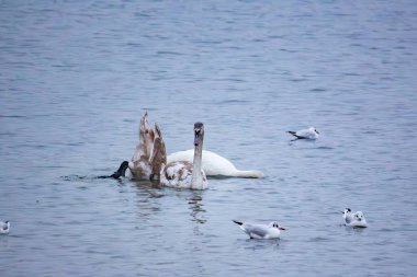 Kuğular ve martılar kışın nehir suyunda yiyecek arar.