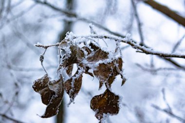 Ağaç yapraklarının üzerindeki buz.