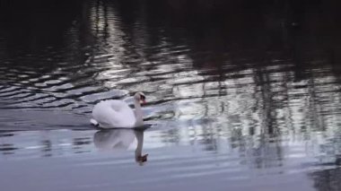 Genç bir kuğu kışın nehir boyunca yüzer.
