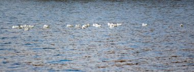 Kışın nehirde bir grup martı.