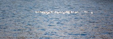 Kışın nehirde bir grup martı.