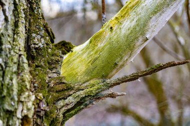 Ağaç kabuğunda yeşil yosun