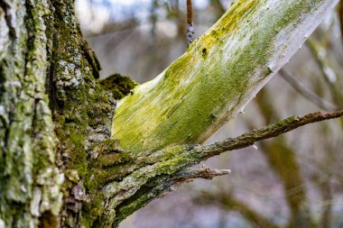 Ağaç kabuğunda yeşil yosun