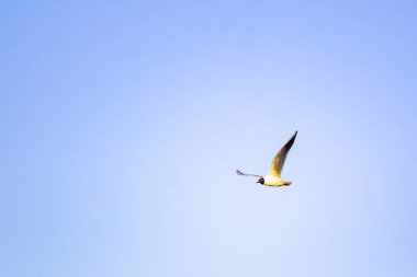 Mavi gökyüzünde bir martı uçar