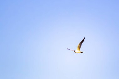 Mavi gökyüzünde bir martı uçar