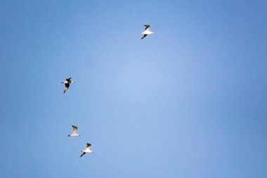 Martılar mavi gökyüzünde uçar