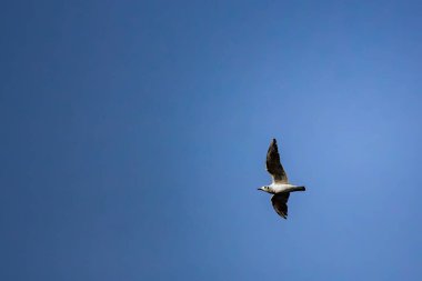 Mavi gökyüzünde bir martı uçar