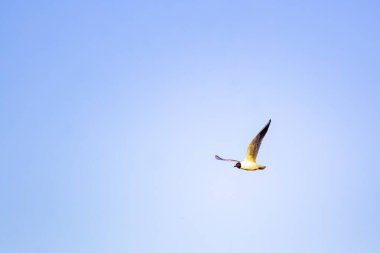 Mavi gökyüzünde bir martı uçar