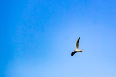 Mavi gökyüzünde bir martı uçar
