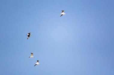 Martılar mavi gökyüzünde uçar