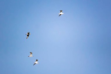 Martılar mavi gökyüzünde uçar