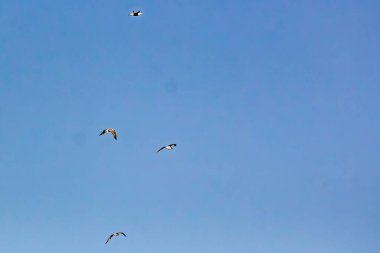 Martılar mavi gökyüzünde uçar