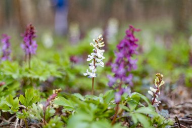 Corydalis intermedya, erken bahar çiçekleri yakın plan