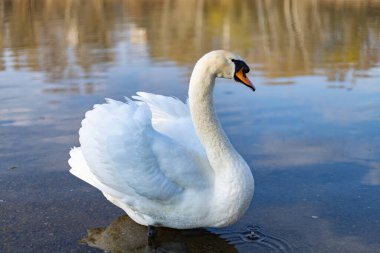 Nehirde yakın plan kuğu.