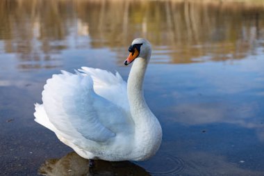 Nehirde yakın plan kuğu.