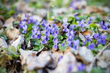 Mavi menekşeler baharda kapanıyor