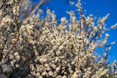 Baharda parkta kiraz çiçeği açar.